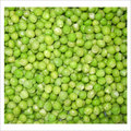 Green Peas Manufacturer Supplier Wholesale Exporter Importer Buyer Trader Retailer in Delhi Delhi India